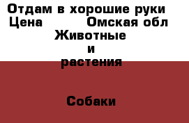 Отдам в хорошие руки › Цена ­ 100 - Омская обл. Животные и растения » Собаки   